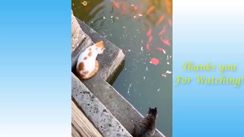 Cute and funny pets compilation you'll surely love :) #64