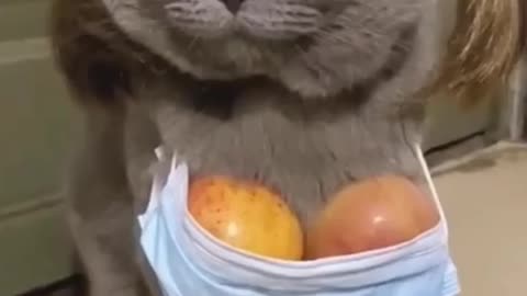 Funny cat😂