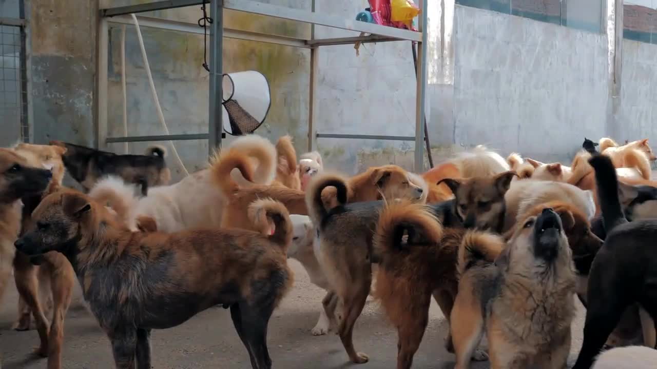 Sad dogs in shelter waiting to be rescued and adopted to new home. Shelter for animals concept