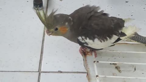 very curious cockatiel