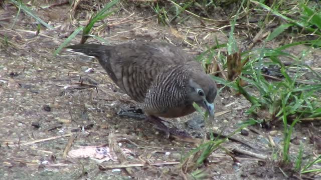 The Beautiful Bird (Dove) In Cambodia