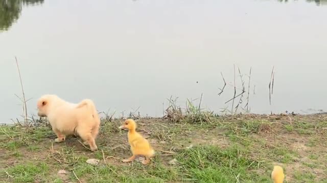 With a bunch of ducklings going for a swim