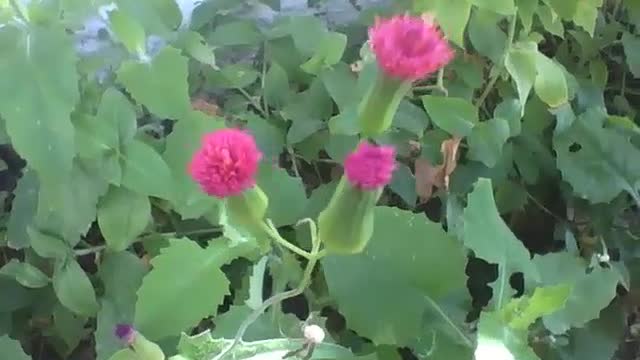 Pequenas flores rosas na estrada, algumas são roxas, uma beleza diferente [Nature & Animals]