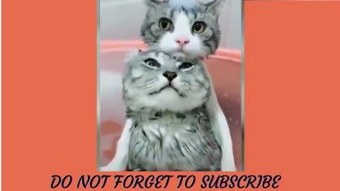 Funniest animal videos 🤣🤣🤣