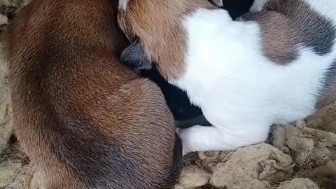 Le chien méchant