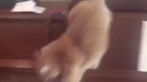 Cat is Surprising what must DO