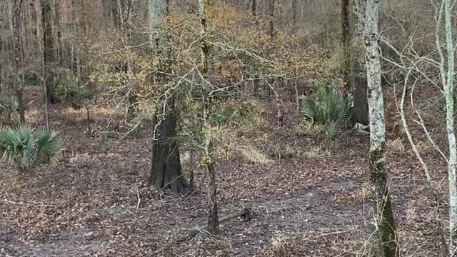 Tensas Parish Rutting Whitetails