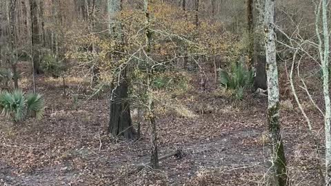 Tensas Parish Rutting Whitetails