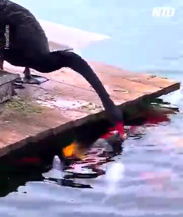 Swan Sharing Food With the Fishes