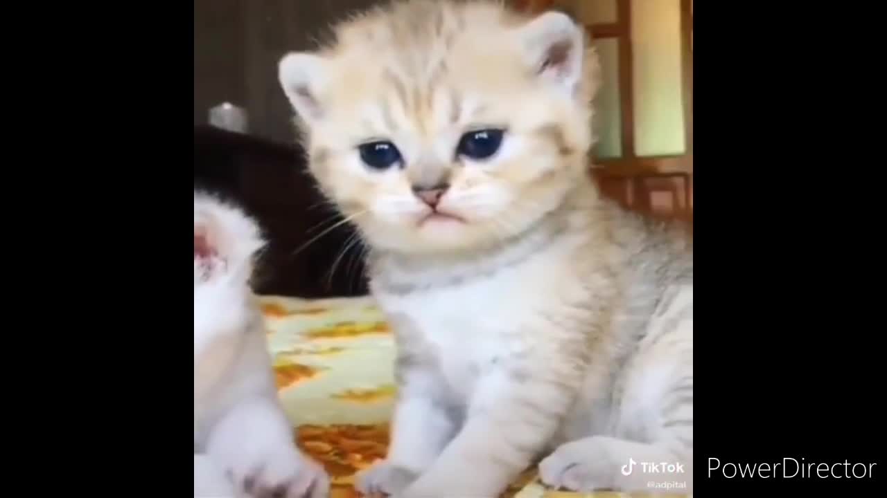 ##Baby## cat ##funny ##video