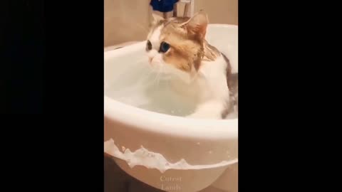 Funny cat