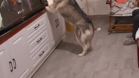 Husky's Daily Life