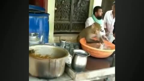 Monkey funny videos