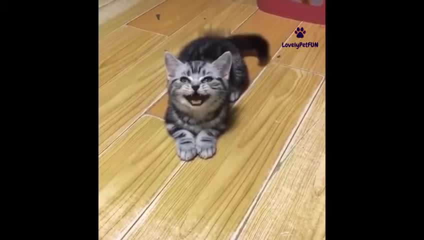 Cat Playing and funn