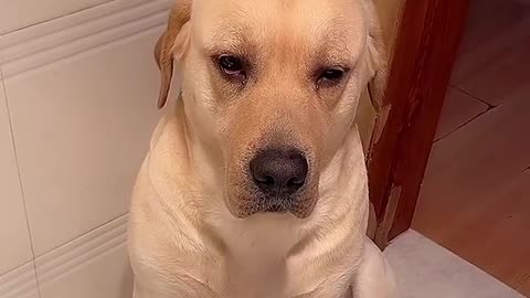 Funny Dog Amazing!