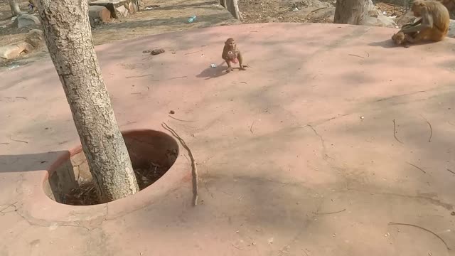 Monkey in Rajgir temple on the hill