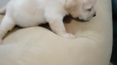 sweet baby