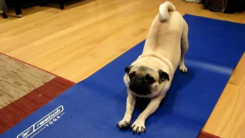 cute pug doing youga