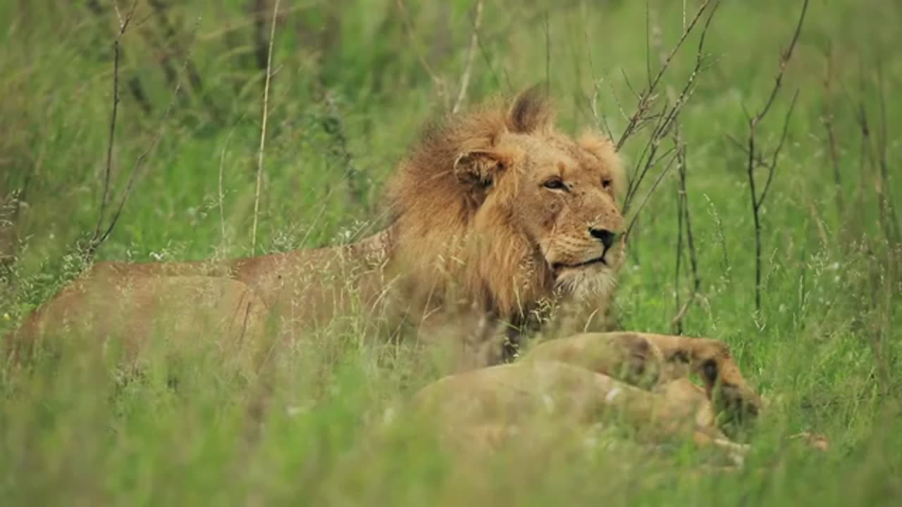 Male Lion Animal Videos