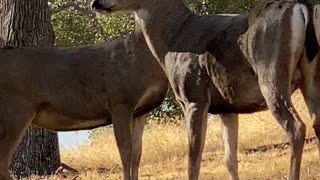 Life on the Deer Ravine Ranch