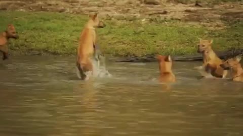 When a pack of 14 wild dogs with puppies is near a watering hole