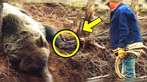 A man frees a weeping bear from a trap. Then, incredible things happened.