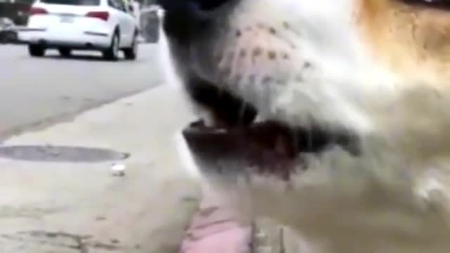 Funny dog copying the ambulance