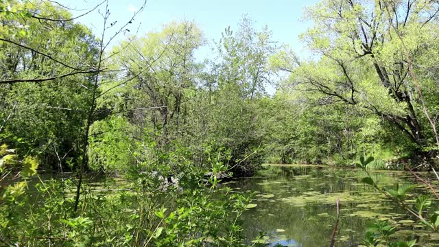 🌿 Deep in the Forest / Healing Water and Light / Meditation and Tranquility