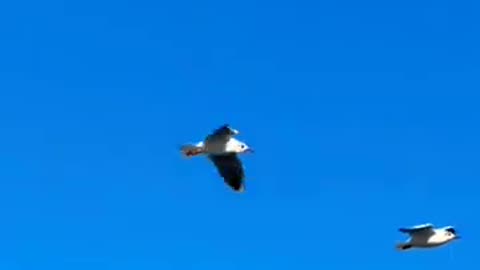 #shorts Birds flying in the sky