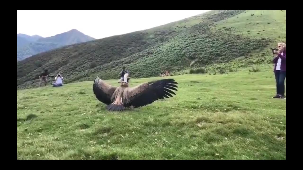 "LOOK AT ME, look at how magnificently amazing I am" 🦅💓