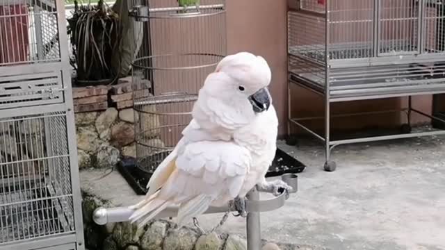 Cockatoo talk