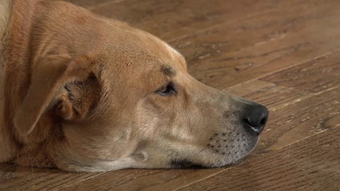 Dog with head laying on hardwood floor in house