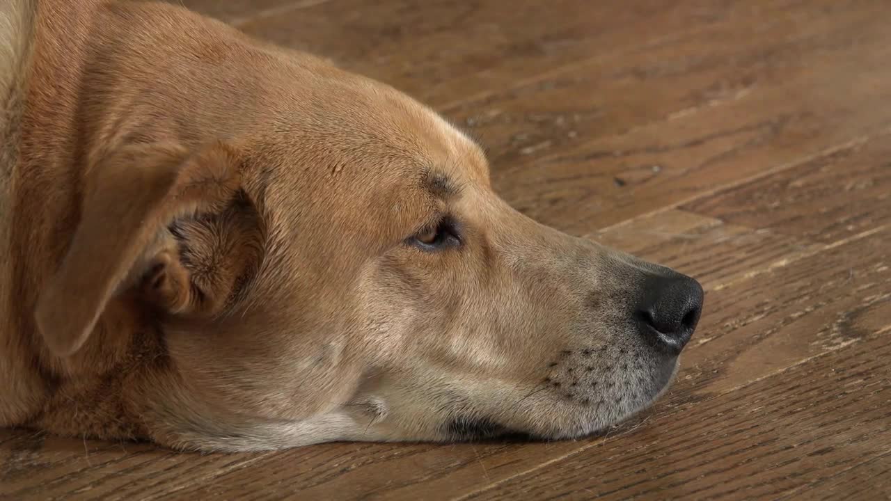 Dog with head laying on hardwood floor in house