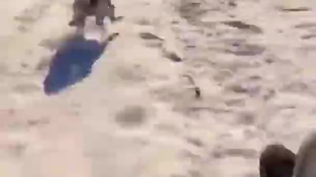 Have you ever seen a Dog helping his owner to skate...watch till the end๐ฆฎ๐๐๐๐