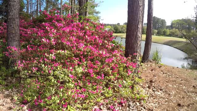 Azalea Bloom March 2018