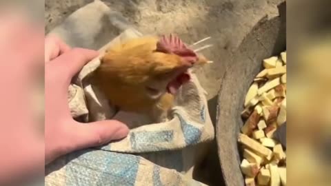 Funny Pets Moment #48