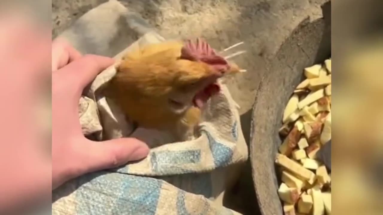 Funny Pets Moment #48