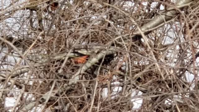 Cardinal trapped itself among sticks