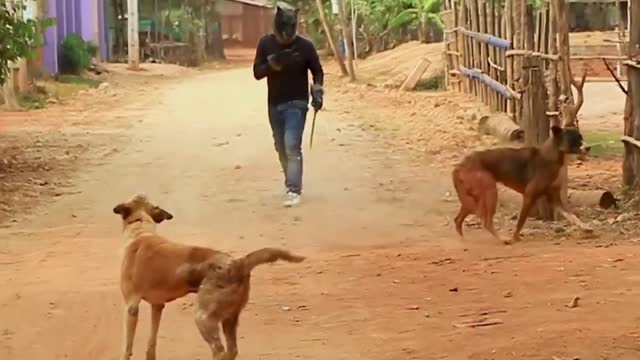 Troll Dog Prank Video 😊😇😊