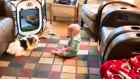 best video of cute babies and pets funny baby and pet