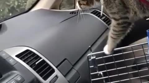 Collab copyright protection - cat car walking crate fail