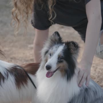Woman Playing with Two Pet Dogs--FH