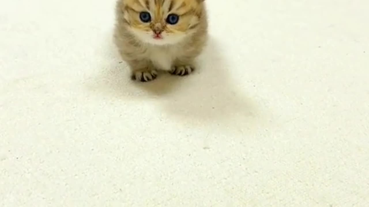 Adorable Feline Frenzy