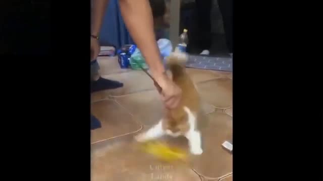 The Ultimate Viral Cat Video