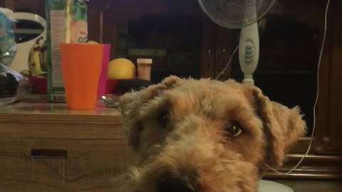 Oscar POTUS Stares into Eternity Looking for a Bite