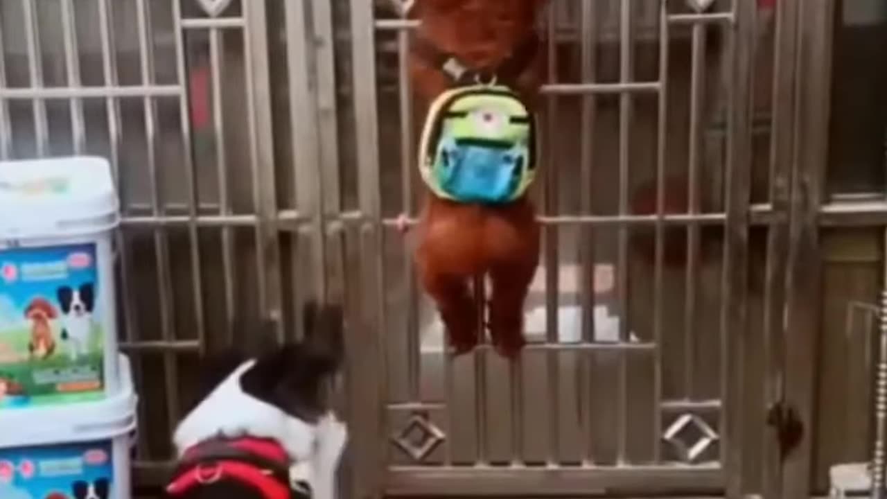 Dog vs Hen Funny Compilation