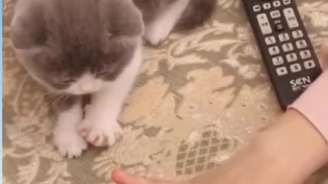 Funny Cat Videos