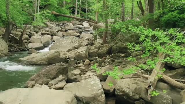 Rocky River In The Woods