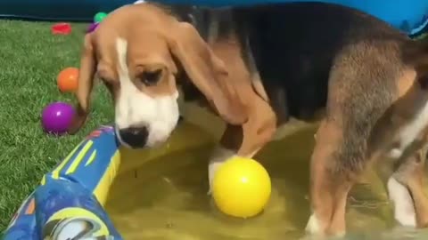 Dogs Are Enjoying real TedyBear at Ground 🐶