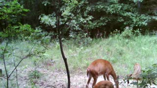 Doe and two fawns